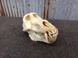 Chacma Baboon Skull Complete Professionally Cleaned And Whitened