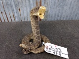 Diamond Back Rattle Snake In Striking Pose 9