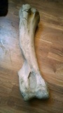 Ancient Woolly Mammoth Leg Bone 39