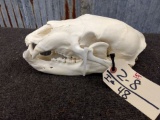Black Bear Skull Professionally Cleaned And Whitened 11 2/8