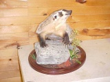 NEW MOUNT Huge Badger on beautiful rock base