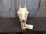 Nice African Giraffe Skull 25