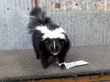 Full Body Mount Skunk 12
