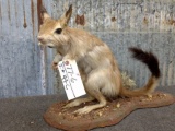 African Springhare Full Body Mount 15