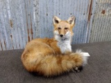 Full Body Mount Red Fox Laying Down New Mount