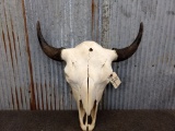 Large Herd Bull Buffalo Skull 25 1/2