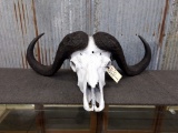 BIG cape Buffalo Skull Tip To Tip Measurements 80 1/2