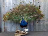 Full Body Mount Peacock On Driftwood Base Overall dimensions 48