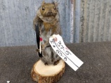 Full Body Mount Squirrel Bow Hunting New Mount 10
