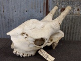 African Giraffe Skull 15