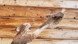 Awesome Bobcat Leaping After A Pheasant