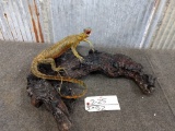 Full Body Mount Monitor Lizard On Driftwood Base Very Colourful Specimen & an Unusual Piece