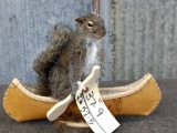 Full Body Mount Squirrel In Birch Bark Canoe 10