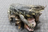 Full Body Mount Tegu Lizard Nose to tail 40