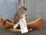 Full Body Mount Muskrat In Birch Bark Canoe New Mount 10