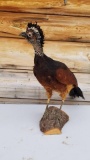 Great Curassow Rare South American Bird