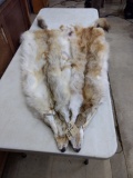 2 Strawberry Coyote Pelts soft Tanned 59