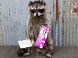 Full Body Mount Raccoon Eating Candy New Mount 19
