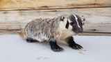 New Mount Free Standing Badger Thick Winter Fur
