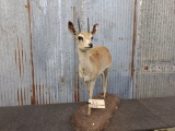 Full Body Mount African Duiker overall dimensions 30