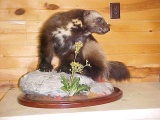 Full Body Mount Wolverine NEW MOUNT