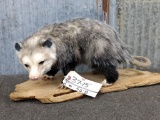 Full Body Mount Opossum On Driftwood Base New Mount 11