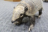 Argentina Hairy Armadillo 20