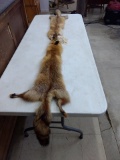 2 Red Fox Soft Tanned Pelts 50