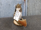 Full Body Mount Squirrel In Birch Bark Canoe New Mount 11
