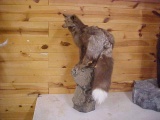 NEW Full Body Mount Super prime Burgundy ranch Fox