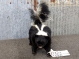Full Body Mount Skunk New Mount 13