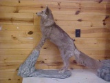 NEW Full Body Mount X Large very rare Polish Beige Ranch raise Fox