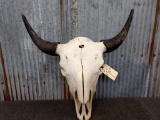 Large Herd Bull Buffalo Skull 26