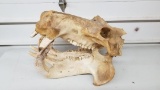 Huge bull hippo skull all real . Has all his tusks.