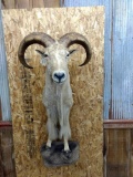 Half Body Mount Aoudad With BIG Horns 29.5