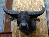 Shoulder Mount Water Buffalo 42