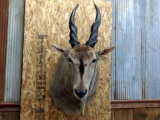 Shoulder Mount African Eland Detachable Horns For Easy Transport Nice Clean Mount