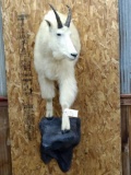 Half Body Mount Mountain Goat Big Body Big Horns Nice White Cape nice Mount