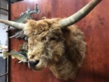 New Shoulder Mount Blonde Highlander Steer Thick Shaggy Fur