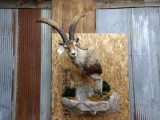 Wall Pedestal Shoulder Mount Gredos Ibex 29