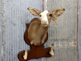 Whitetail Piebald Doe Shoulder Mount Great Markings 26