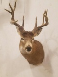 Nontypical Shoulder Mount Whitetail Recent Mount 