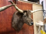 New Shoulder Mount Chocolate Scottish Highlander Steer Thick Shaggy Fur