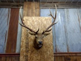 Shoulder Mount 6x6 Elk overall dimensions 57