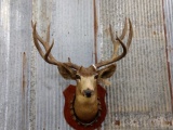 Mule Deer Shoulder Mount 176 4/8