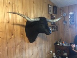 Solid Black Longhorn Steer Shoulder Mount New 75