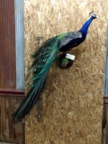 Full Body Mount Peacock New Mount Beautiful Colors 55