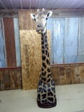 BEAUTIFUL Shoulder Pedestal Mount African Giraffe Taxidermy By Animal Artistry Outstanding Markings