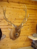 Shoulder Mount Elk New Mount Huge upper 370's bull