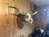 Shoulder Mount Classic Brindle Longhorn Steer New Mount